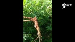 Roban plantación de maíz en San Antonio de los Baños Roban plantación de maíz en San Antonio de los Baños