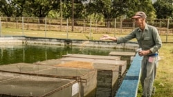 Info Martí | “Acuicultura familiar”, iniciativa del régimen para palear crisis alimentaria Info Martí | “Acuicultura familiar”, iniciativa del régimen para palear crisis alimentaria