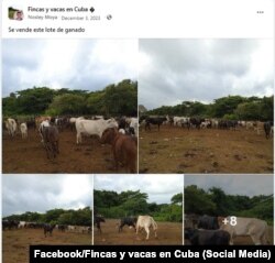 Lote de ganado a la venta. (Facebook/Fincas y vacas en Cuba)