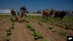 Una finca tabacalera en La Coloma, Pinar del Río, el 28 de febrero de 2023. AP Photo/Ismael Francisco