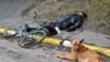 Perro junto a su dueño asesinado durante la retirada de las tropas rusas de Bucha.