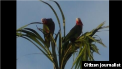 El toletero cubano Yoenis Céspedes, de los Atléticos de Oakland, golpea la bola en su noveno jonrón en la ronda final.