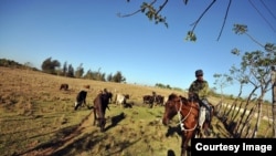 Campesino cuidando su ganado en el poblado de Mariel, en la provincia de Artemisa, Cuba.