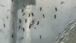 Brote viral en Matanzas y Villa Clara: Residentes denuncian falta de diagnóstico Brote viral en Matanzas y Villa Clara: Residentes denuncian falta de diagnóstico