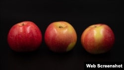 Una de las fotos de la muestra, "Day 12: Still Live", de Pilar Geada.