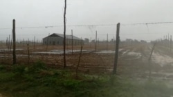 Eta deja sin esperanzas a cosechadores de tabaco en Cuba Eta deja sin esperanzas a cosechadores de tabaco en Cuba