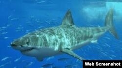 Tiburón en aguas cubanas.