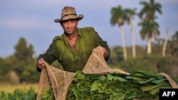 Foto Archivo. Un campesino recoge tabaco en San Juan y Martínez.