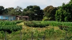 Denuncian malas condiciones de trabajo de tabacaleros en Cuba Denuncian malas condiciones de trabajo de tabacaleros en Cuba