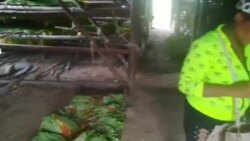 Video muestra pésimas condiciones del tabaco en San Juan y Martínez Video muestra pésimas condiciones del tabaco en San Juan y Martínez