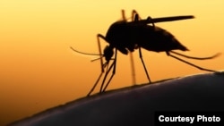 Las mujeres, que viajaron juntas a Cuba, sufrieron numerosas picaduras de insectos en la isla.