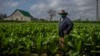 Un productor de tabaco en Pinar del Río. (AP/Ramón Espinosa)