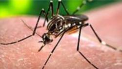 La realidad de la "campaña antivectorial" en Cuba La realidad de la "campaña antivectorial" en Cuba