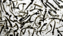 Reportan alarmante brote de dengue y zika en varias provincias de Cuba Reportan alarmante brote de dengue y zika en varias provincias de Cuba