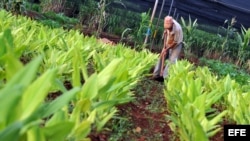 Cuba, agricultura.